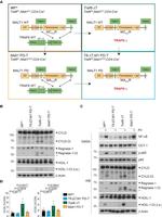 CD8a Antibody in Flow Cytometry (Flow)