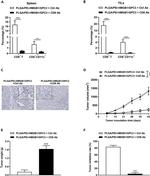 CD8a Antibody in Immunohistochemistry (IHC)