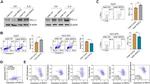 CD8a Antibody in Flow Cytometry (Flow)