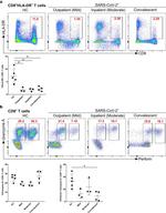 CD8a Antibody in Flow Cytometry (Flow)