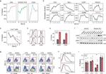 CD8a Antibody in Flow Cytometry (Flow)