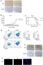 CD8a Antibody in Flow Cytometry (Flow)