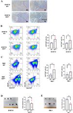 CD8a Antibody in Flow Cytometry (Flow)