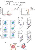 CD8a Antibody in Flow Cytometry (Flow)