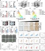 CD8a Antibody in Flow Cytometry (Flow)