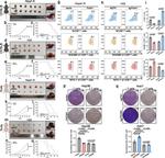 CD8a Antibody in Flow Cytometry (Flow)