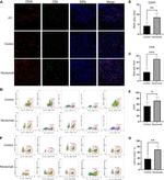 CD8a Antibody in Flow Cytometry (Flow)