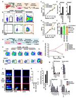 CD19 Antibody in Flow Cytometry (Flow)