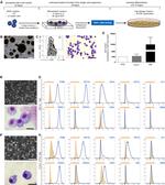 CD3e Antibody in Flow Cytometry (Flow)