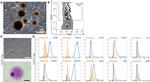 CD3e Antibody in Flow Cytometry (Flow)