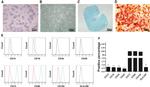 CD105 (Endoglin) Antibody in Flow Cytometry (Flow)