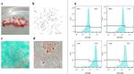 CD45 Antibody in Flow Cytometry (Flow)