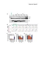 CD4 Antibody in Flow Cytometry (Flow)