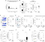 IL-22 Antibody in Flow Cytometry (Flow)