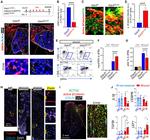 Alpha-Smooth Muscle Actin Antibody in Flow Cytometry (Flow)