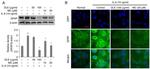 GFAP Antibody in Western Blot (WB)