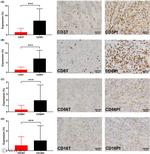 CD8 Antibody in Immunohistochemistry (IHC)