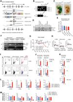 CD45.2 Antibody in Flow Cytometry (Flow)