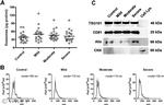 CD81 Antibody in Western Blot (WB)