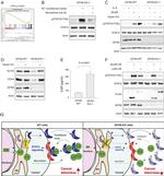 IL-6 Antibody in Neutralization (Neu)