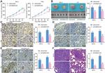 VEGF Antibody in Immunohistochemistry (IHC)