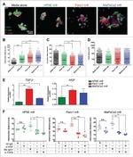 TGF beta-1,2,3 Antibody in Neutralization (Neu)