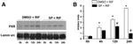 PXR Antibody in Western Blot (WB)