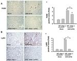 F4/80 Antibody in Immunohistochemistry, Immunohistochemistry (Paraffin) (IHC, IHC (P))