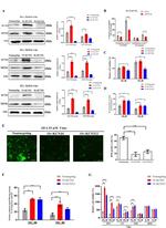 Kir2.3 (KCNJ4) Antibody in Western Blot (WB)