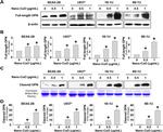 Osteopontin Antibody in Western Blot (WB)