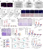 TNF alpha Antibody in Neutralization (Neu)