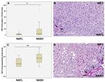 IRF3 Antibody in Immunohistochemistry (IHC)