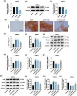 Apolipoprotein B Antibody in Western Blot (WB)