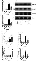 ERK1/ERK2 Antibody in Western Blot (WB)