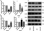 mTOR Antibody in Western Blot (WB)