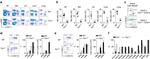 CD3 Antibody in Flow Cytometry (Flow)