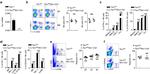 CD3 Antibody in Flow Cytometry (Flow)