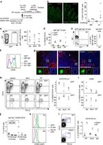 CD38 Antibody in Flow Cytometry (Flow)