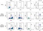 CD3 Antibody in Flow Cytometry (Flow)