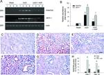 CCL5 (RANTES) Antibody in Immunohistochemistry (IHC)