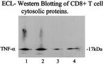 TNF alpha Antibody in Western Blot (WB)