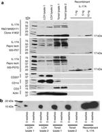 IL-17A Antibody in Western Blot (WB)