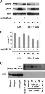 IL-21 Antibody in Neutralization (Neu)