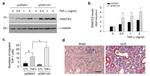 CCL5 (RANTES) Antibody in Immunohistochemistry (IHC)