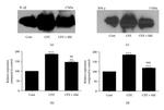 IFN gamma Antibody in Western Blot (WB)