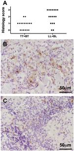 MIP-4 Antibody in Immunohistochemistry (IHC)