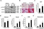 IL-6 Antibody in Neutralization (Neu)