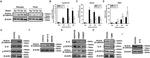 IL-6 Antibody in Neutralization (Neu)