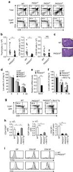 TCR beta Antibody in Flow Cytometry (Flow)