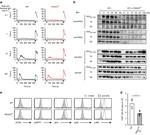 TCR beta Antibody in Flow Cytometry (Flow)